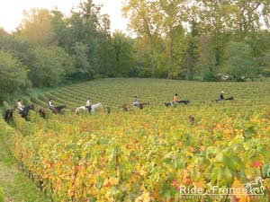 Free wallpaper about our wine tasting horse riding trail in Bordeaux vineyards in France - Ride in France