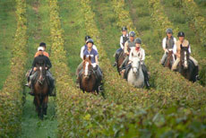 RIDE IN FRANCE - Ride in Bordeaux vineyards