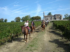 Ride In France - Horse riding and wine tasting tour in Bordeaux vineyards