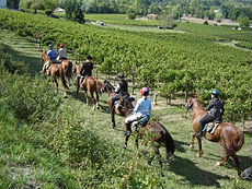 Ride In France - Horse riding and wine tasting tour in Bordeaux vineyards