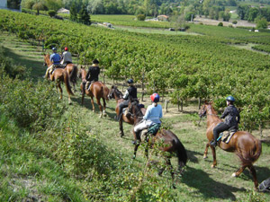 Horseback oenology rides in the famoust wine region of France : Bordeaux vineyards - Ride in France