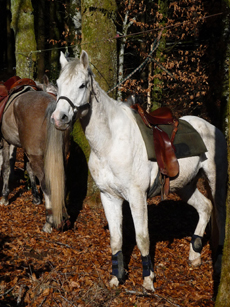 RIDE IN FRANCE - Endurance Ride in Morvan