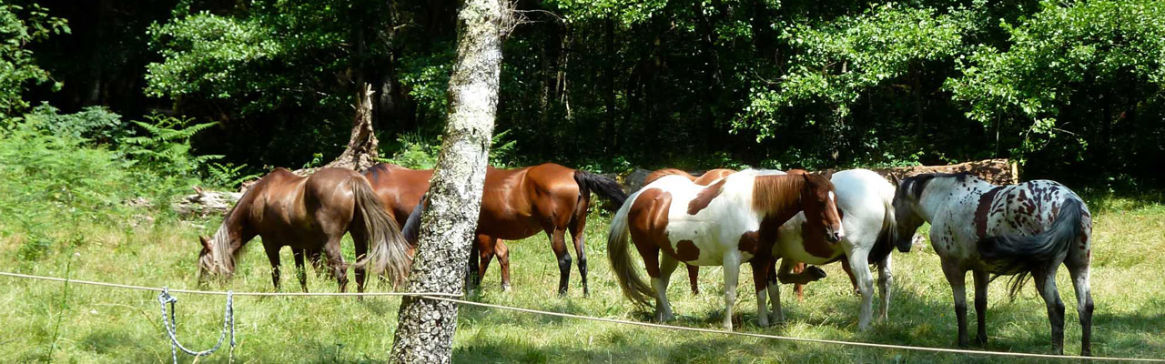 Voyage à cheval - Randonnée équestre organisée par Randocheval