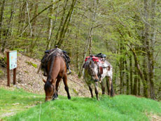 RIDE IN FRANCE - Ride in Poitou