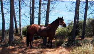 Horse riding trail in Agriates Desert on Corsica Island - Ride in France