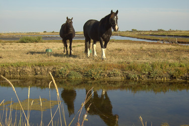 Randonnée à cheval - Un voyage Rando Cheval