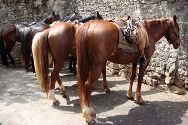 Rando Cheval - Voyage à cheval