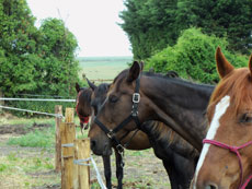 RIDE IN FRANCE - Horses waiting