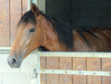 RIDE IN FRANCE - Horse in a stall