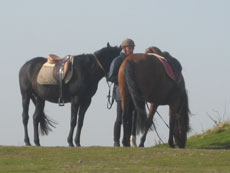 RIDE IN FRANCE - Horses on the grasslands