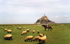 Salty grass pastures on the Mont Saint Michel Bay - Ride In France / Randocheval / Absolu Voyages