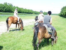 RIDE IN FRANCE - Horses grazing