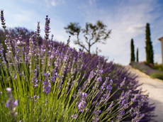 Provence Lavender Ride - Ride in France / Randocheval