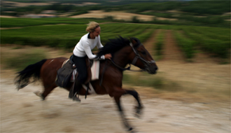 Horse riding tours in the lavender fields of Haute Provence - Ride in France