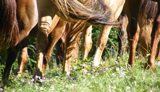 Horse riding holidays in Perigord, south western region of France famous for its medieval castles and regional gastronomy - Ride in France